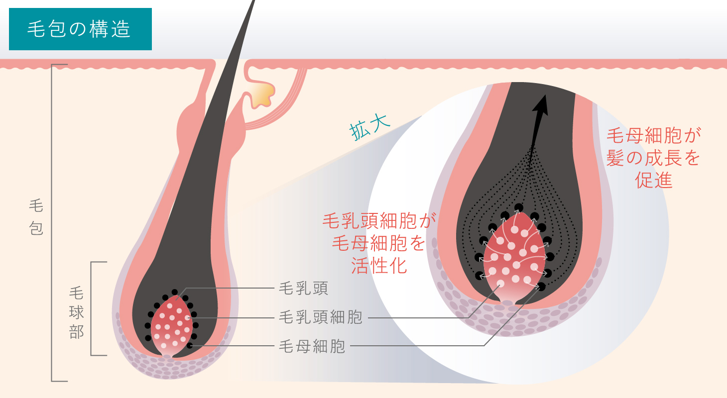毛包の構造